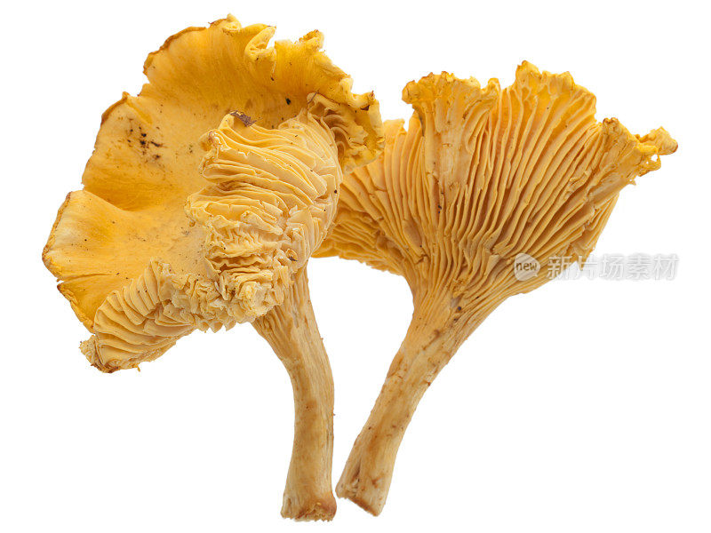 鸡油菌(Cantharellus cibarius)分离于白色